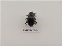 藏品(偽步行蟲)的圖片